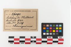 Etiketten zu Bronzesitula (NHMW-PRAE-026090)